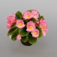 Begonia Semperflorens Sprint Plus "Pink" - во саксија Ø9